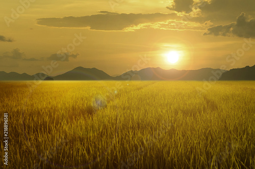 gold rice field and mountain at sunset