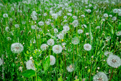 field of white dandelions close up