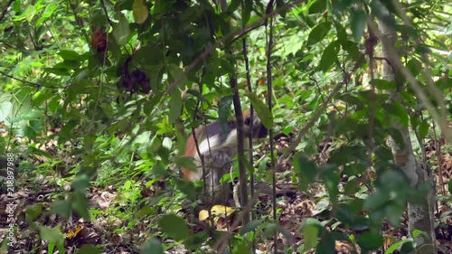 Monkey hiding behind the branches in Josanin national park in Zanzibar Tanzania Africa photo