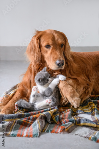 Canvas Print Cute kitty and Golden retriever
