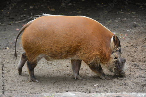 神奈川県のよこはま動物園ズーラシア photo