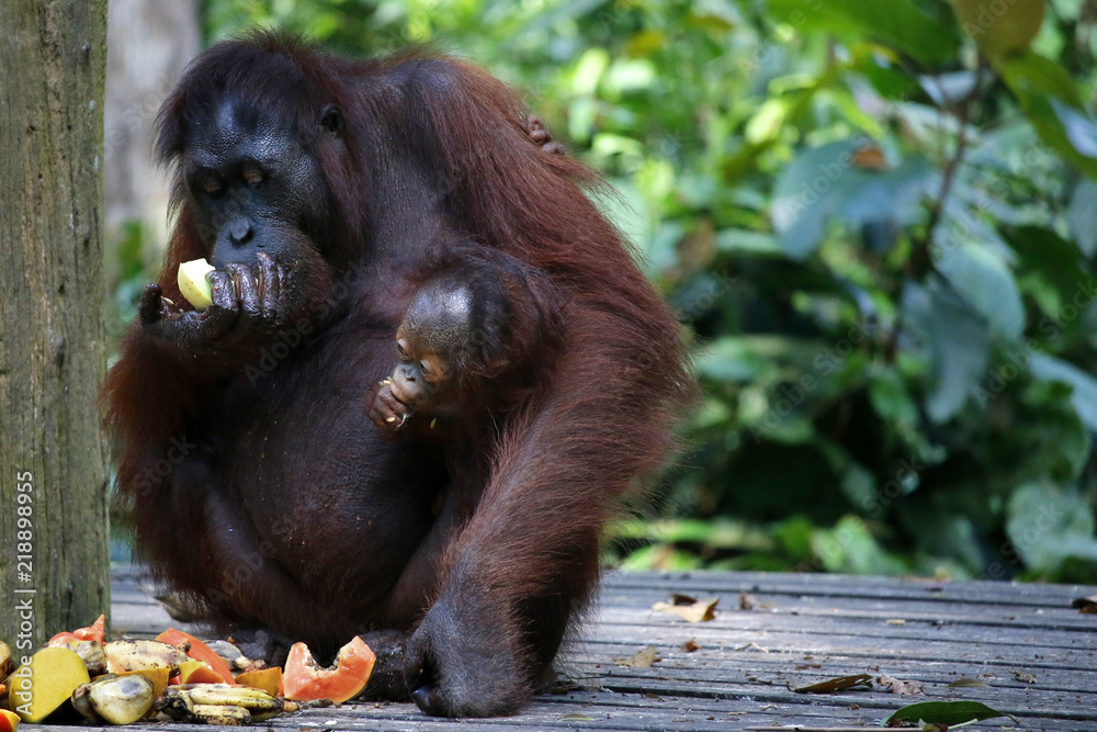 Naklejka premium Female orangutan and her baby in the rainforest 