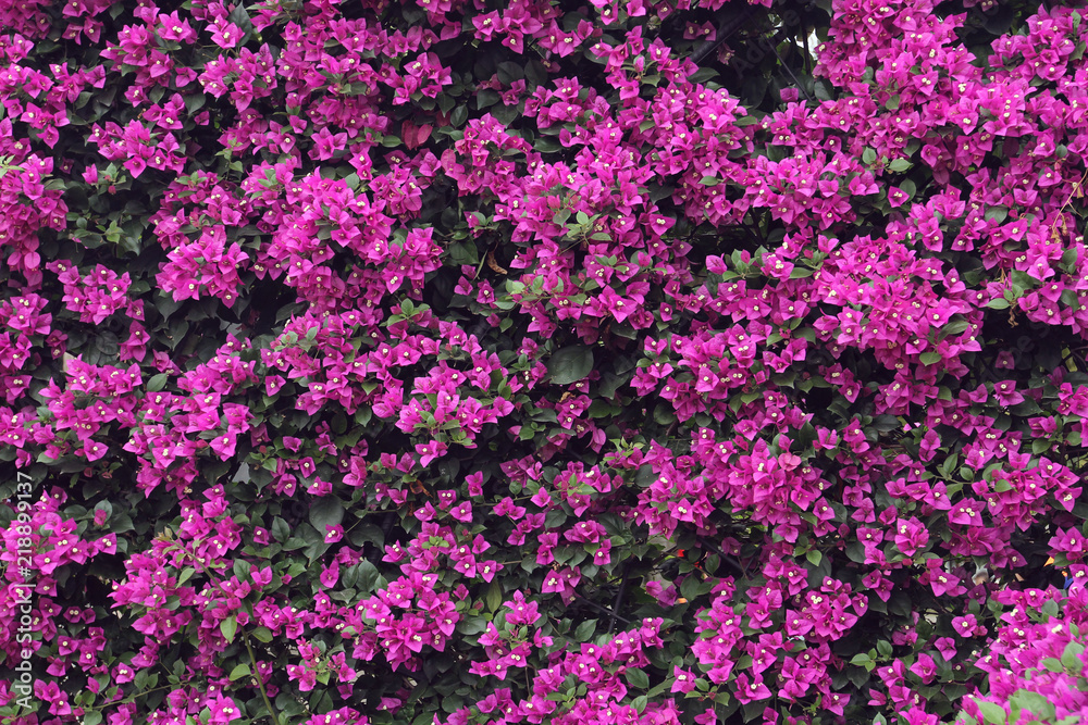 pink flower wall of bougainvillea