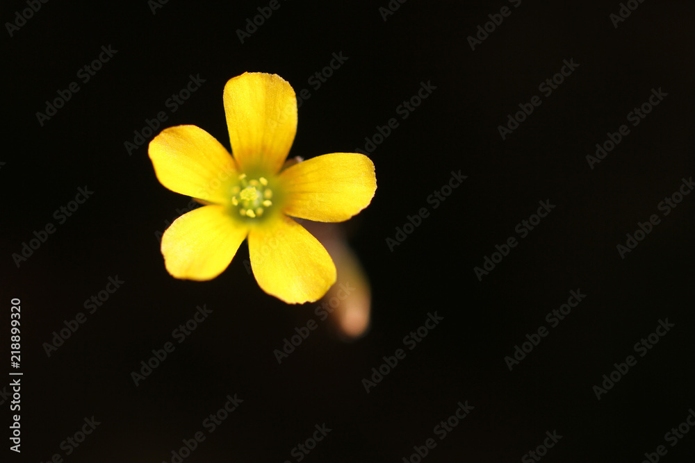 Obraz premium yellow little wild flower