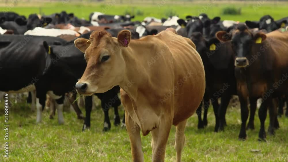 Dairy cattle on South Australian farm. Dairy cattle on South Australian farm.