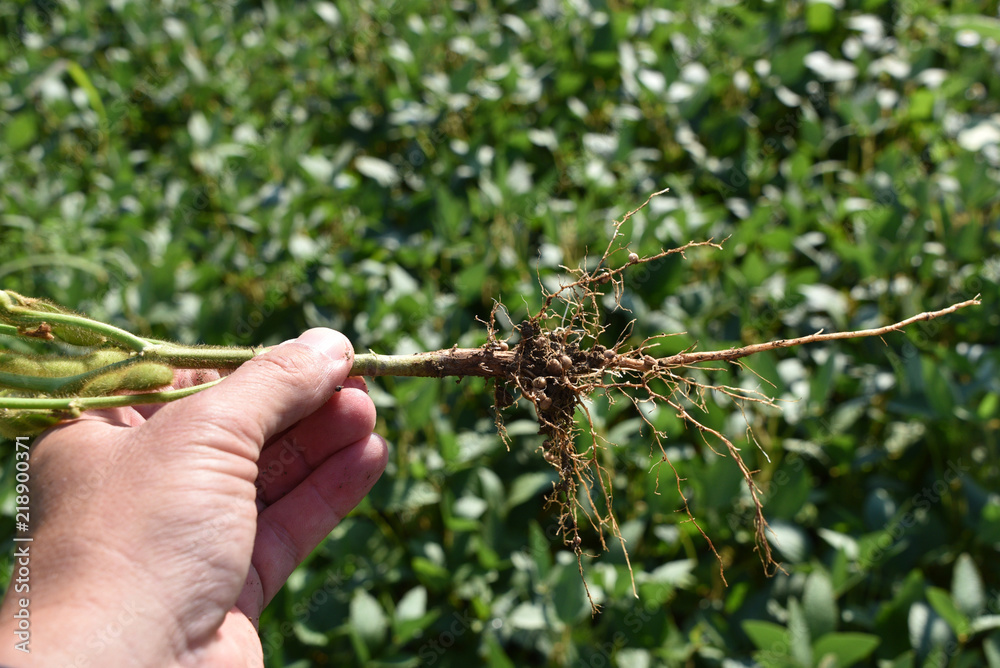 Nodulation sur soja Nodulation sur soja