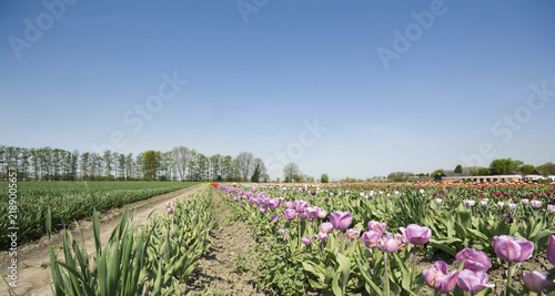 a tulip field in spring