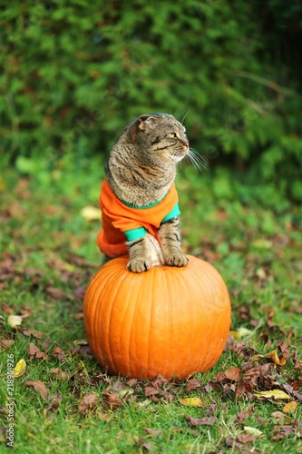 Cat and pumpkin.  striped Scottish Fold Cat   in  orange sweatshirt with orange pumpkin on the green grass. Halloween. Autumn season.Autumn time