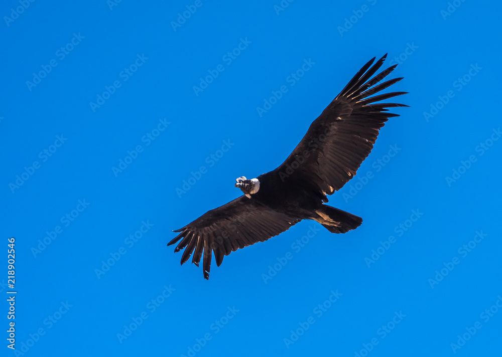 Andean condor, national symbol of Peru Andean condor, national symbol of Peru