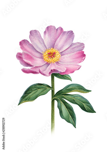 Watercolor illustration of peony flowers. Perfect for greeting cards or invitations