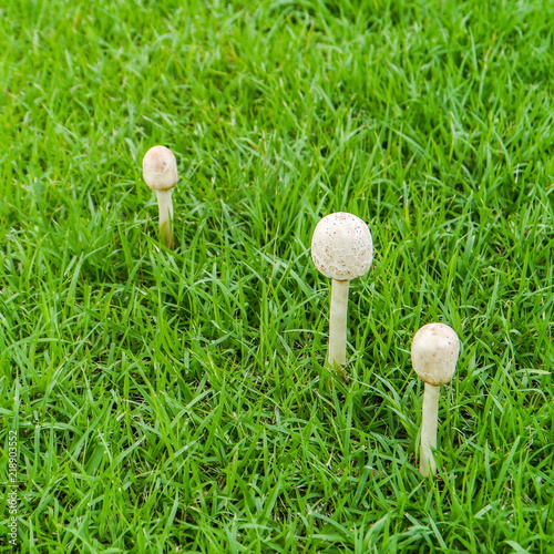 White mushrooms .