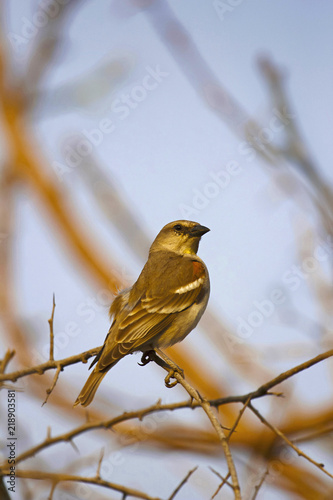 Yellow-throated sparrow or chestnut-shouldered petronia, Petronia xanthocollis