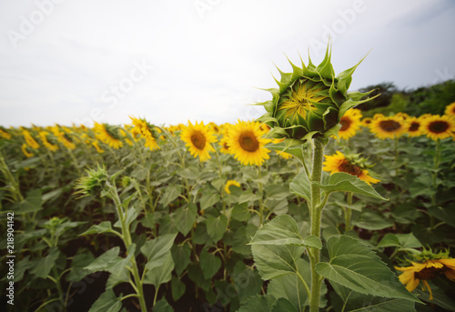 Fototapeta Naklejka Na Ścianę i Meble -  closed sunflower against the field of yellow flowers
