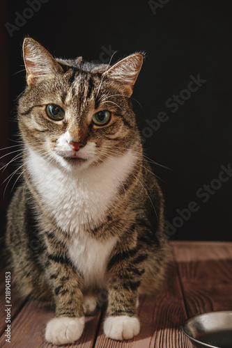 cat eat from meal, cat is sitting near bowl with food © denisval