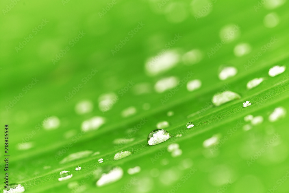 Blurred of water droplet on the leaves after raining. Blurred of water droplet on the leaves after raining.