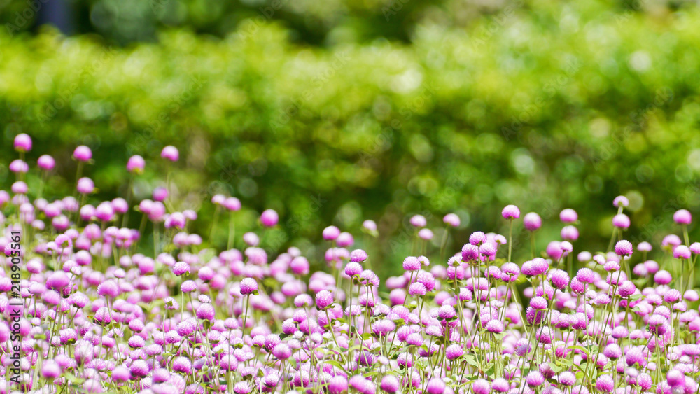 Globe amaranth flowers . Globe amaranth flowers .