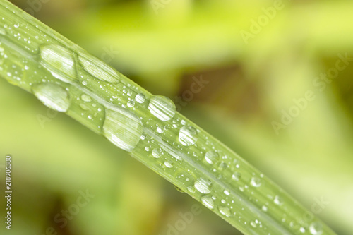 On a leaf   water drop