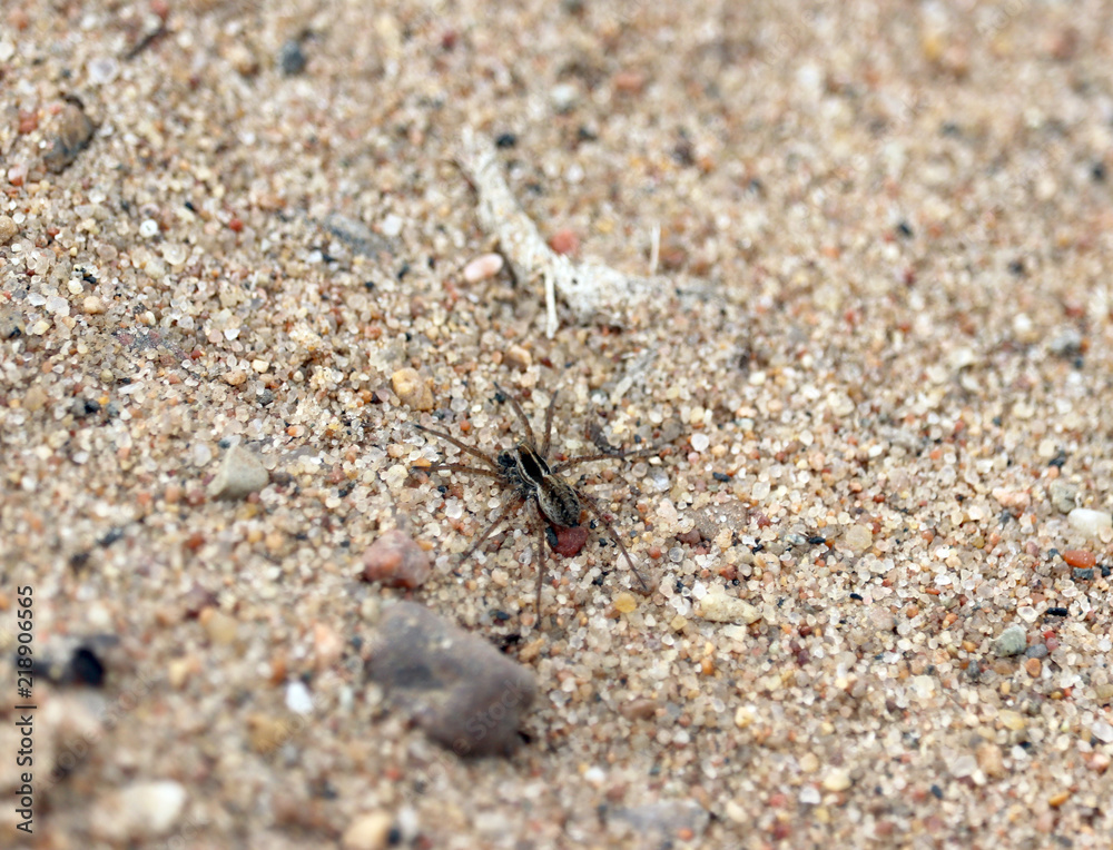 spider in the sand