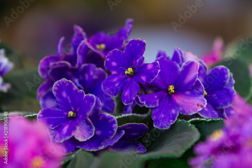 beautiful tender blooming colorful violets in a pot
