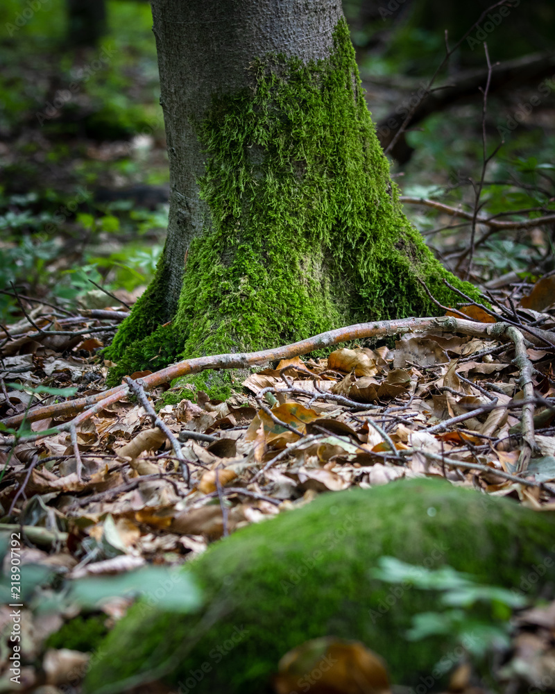 Fototapeta premium Wald Natur Details - Moos überall 02