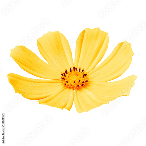flower yellow orange cosmos (mexican aster), isolated on a white background. Close-up. Element of design.