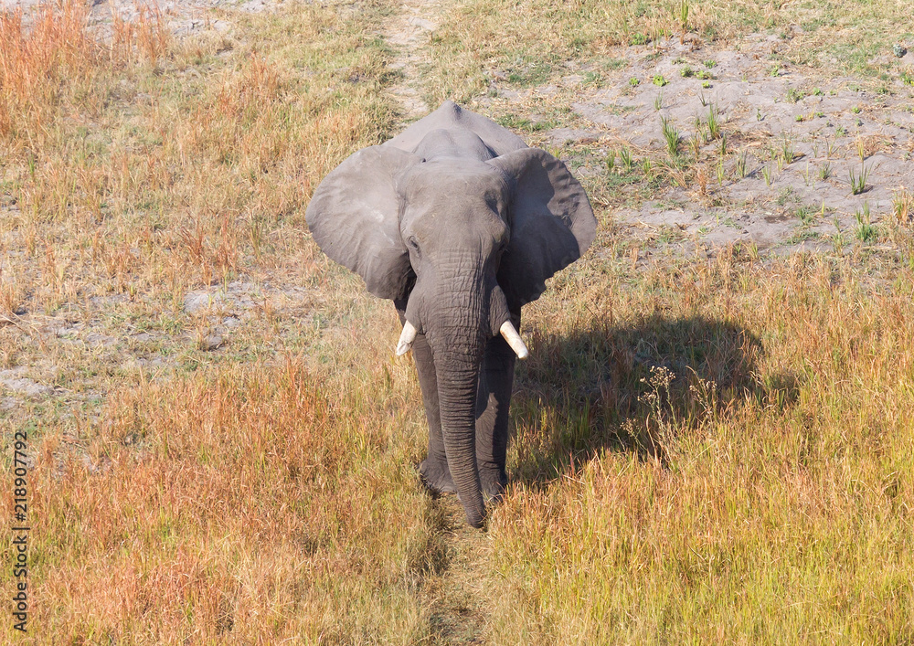 Single elephant walking on a wild track in the Okavango delta (Botswana)