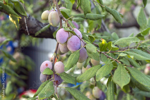 branch with ripe plum