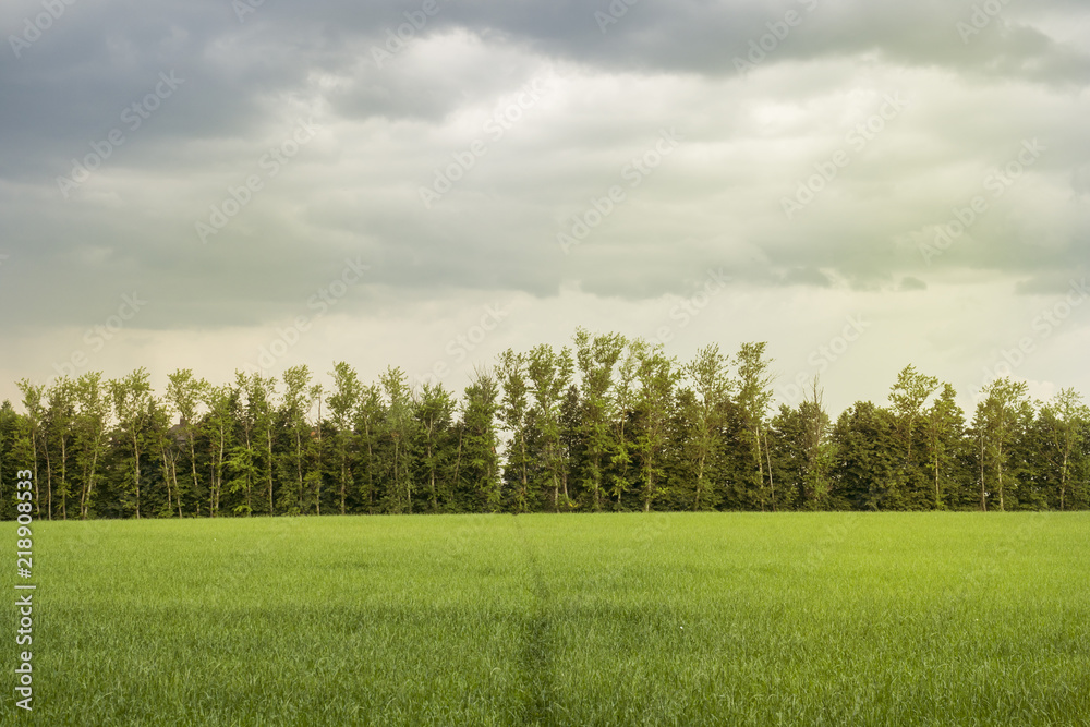 Obraz premium Beautiful morning light in Public Park with green grass field and tree