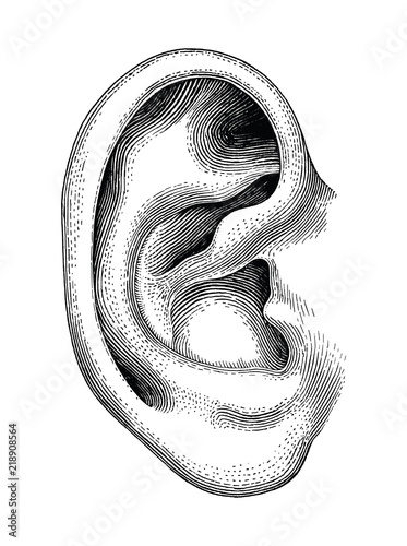 Human ear hand draw vintage clip art isolated on white background photo