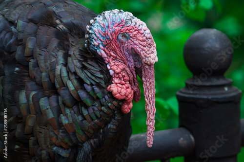Close up of a sleeping domestic Tom Turkey, Meleagris gallopavo on a green background