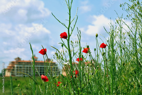 Fototapeta Naklejka Na Ścianę i Meble -  Bulgarian poppies