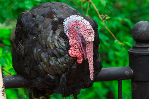 Close up of a sleeping domestic Tom Turkey, Meleagris gallopavo on a green background