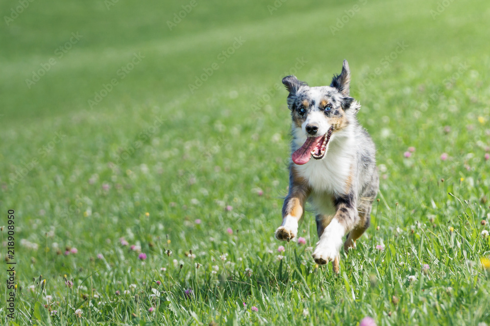 Mili the Miniature Australian Shepherd, Stunning Blue Eyes, Goofing on a meadow Mili the Miniature Australian Shepherd, Stunning Blue Eyes, Goofing on a meadow