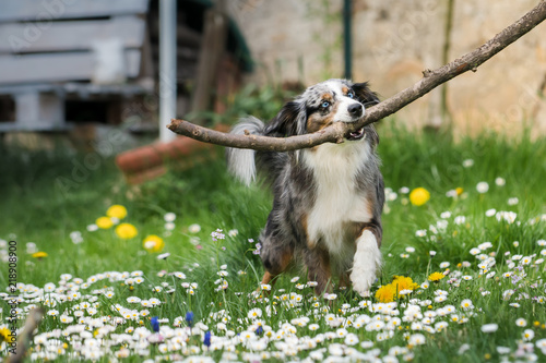 Mili the Miniature Australian Shepherd, Stunning Blue Eyes, Carrying a big stick