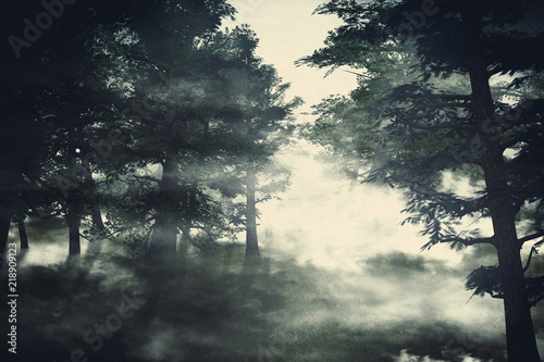 Misty pine forest