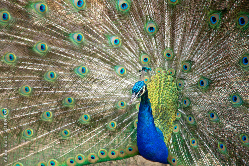 Fototapeta premium Pfau