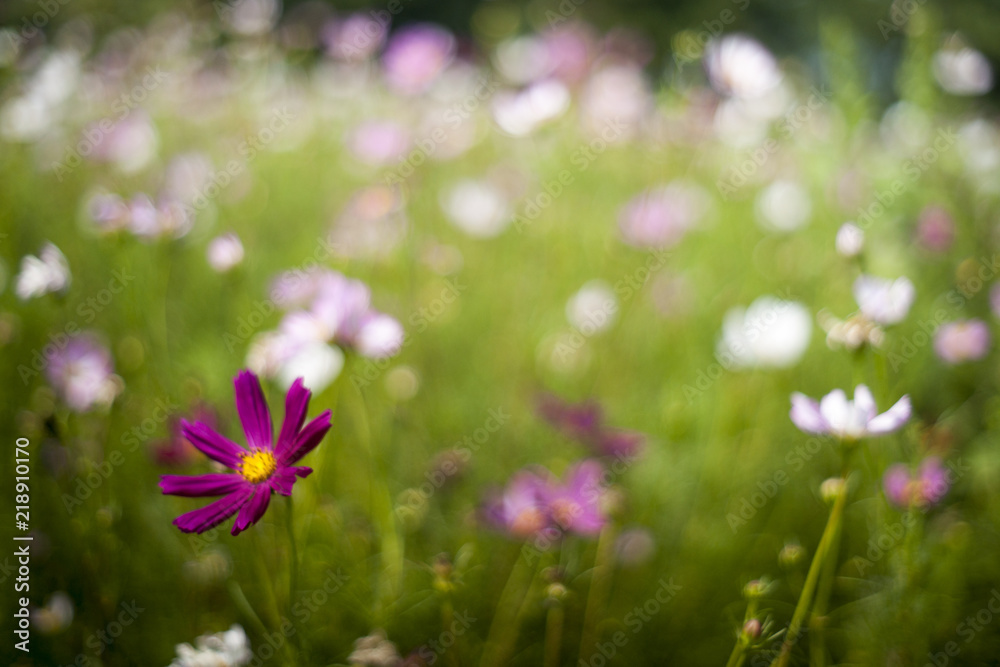 Cosmos flower