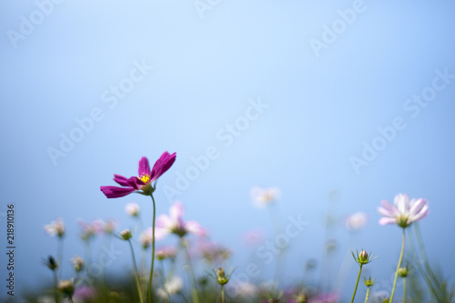Cosmos flower