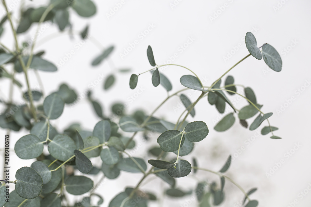 Naklejka Eucalyptus leaves on white background.