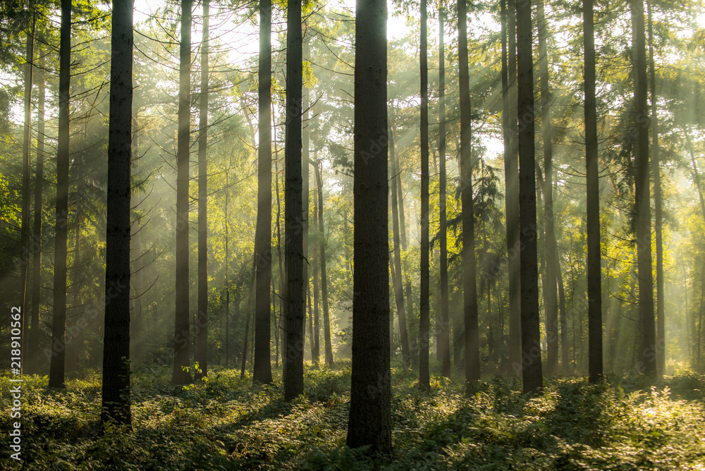 Obraz premium Light rays a forest during sunrise