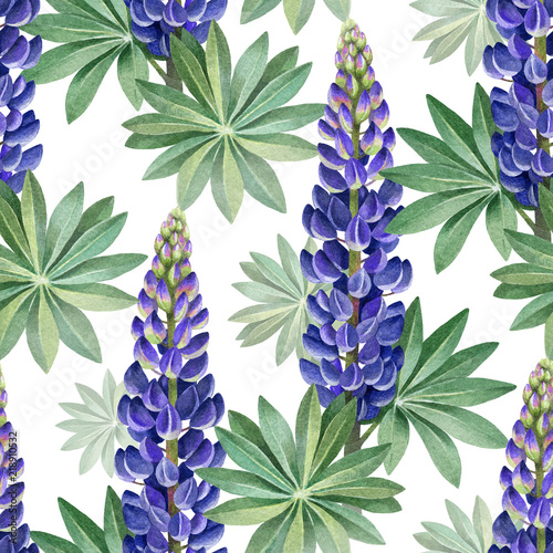 Fototapeta Watercolor illustrations of wild lupines. Seamless pattern