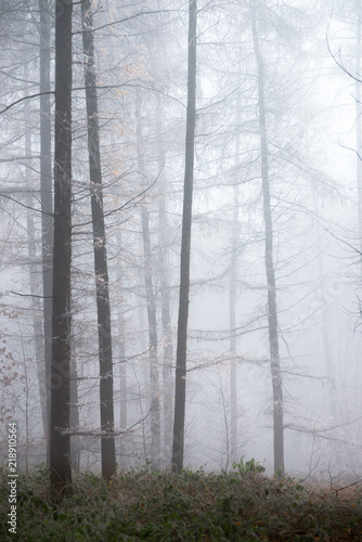 Larch forest filled with fog