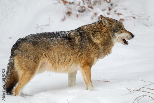 Wolf (Canis lupus) im Winter im Tier-Freigelände im Nationalpark Bayrischer Wald, Deutschland. © DirkR