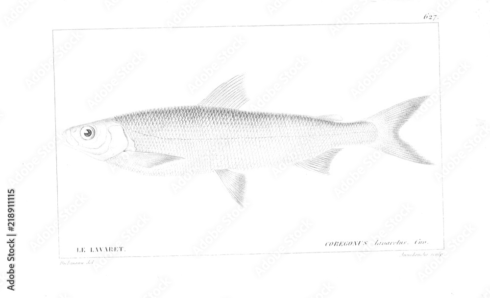 Obraz premium Illustration of fish