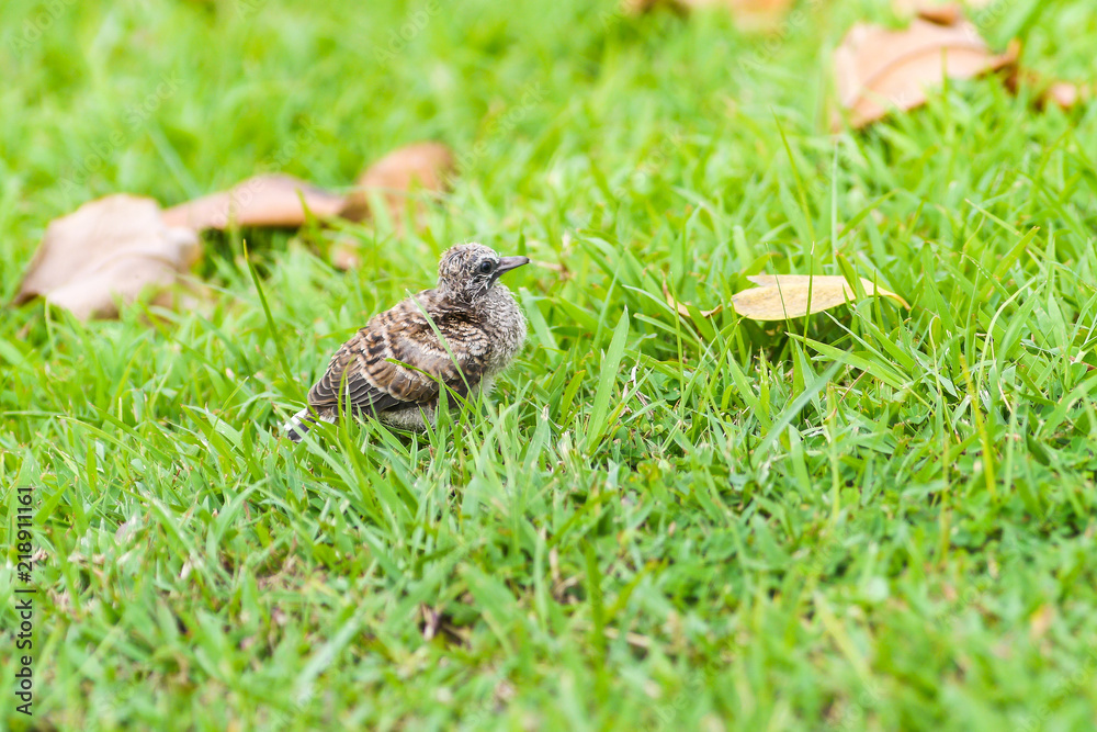 Baby dove bird Baby dove bird