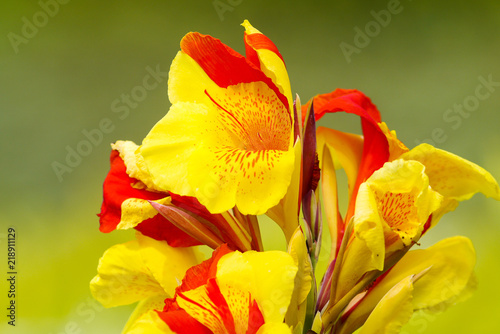 Cannas lilly
