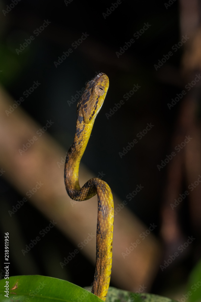 Beddome's Cat Snake, looking for prey at night Beddome's Cat Snake, looking for prey at night