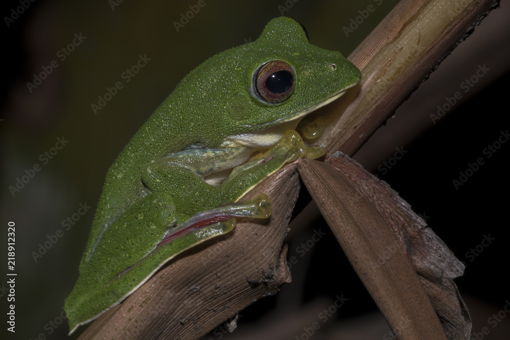 Obraz premium Malabar gliding frog or Rhacophorus malabaricus, perched up on a branch at night