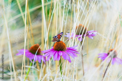 Echinacea flowers with butterfly