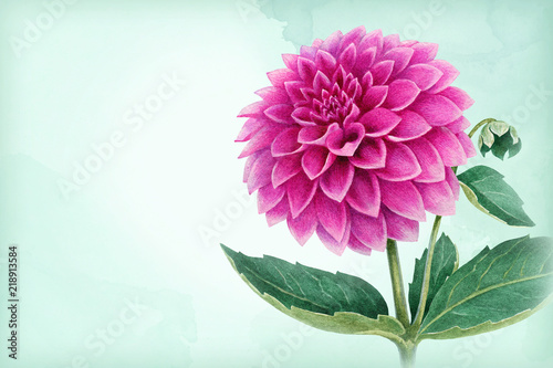 Watercolor illustration of  a dahlia flower. Perfect for greeting cards or invitations